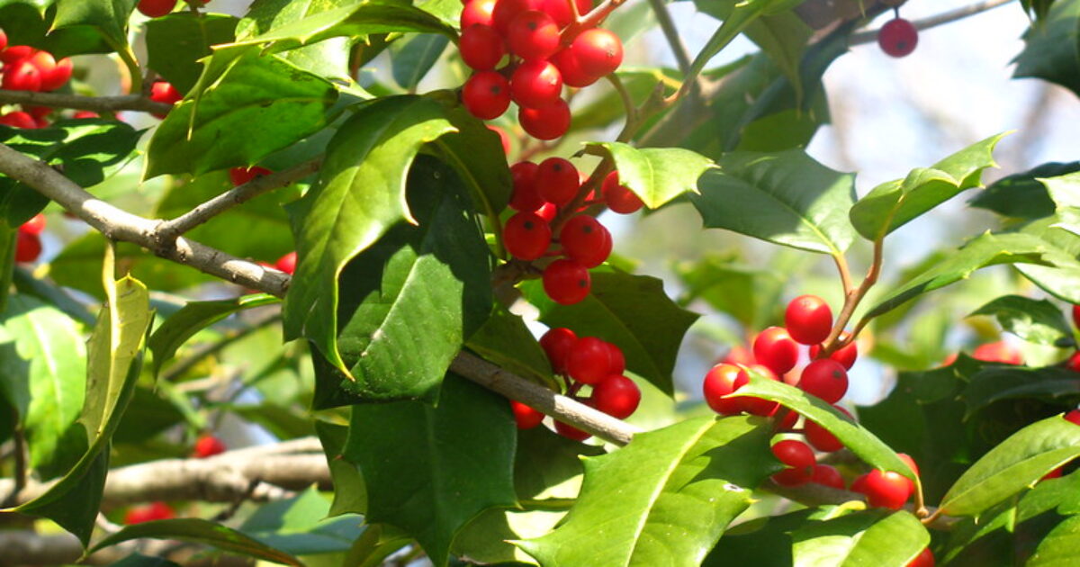 Holly Tree